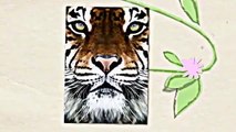 Learn About Tigers Children Will Love Learning About Tigers, Fun Tiger Facts For Kids