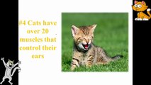 Fun facts - 10 Fun Facts About Cats (P.1)