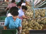 Costa Rica -  Decada 80s Economia
