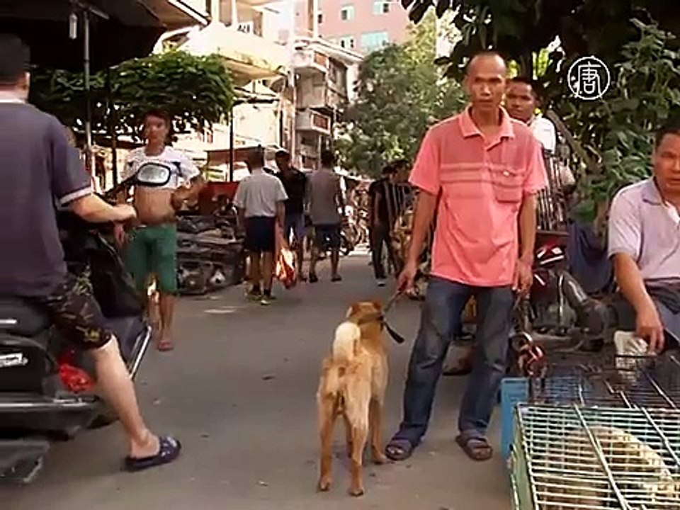 Китаянка спасает собак, которых собирались съесть