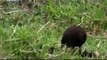 Japan's Amazing Wildlife : Nature Documentary on the Animal Life of Japan (Full Documentary)