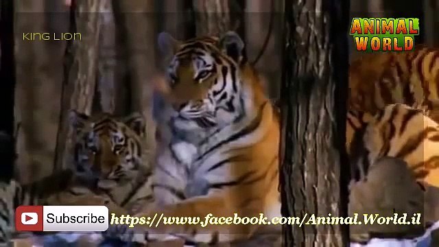 Documentary on Wildlife Tigers Tiger Fighting for Survival Big Cats mp4