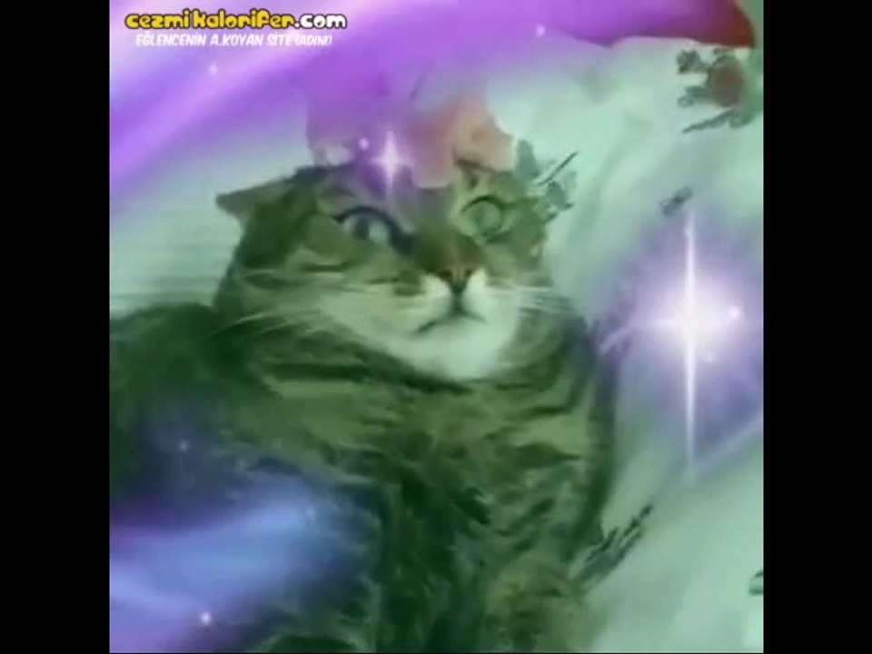 Sahibinin Sesi Ve Son Hareketiyle Başka Boyuta Geçen Kedi