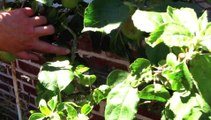 Jardinage : les fragilités du pommier