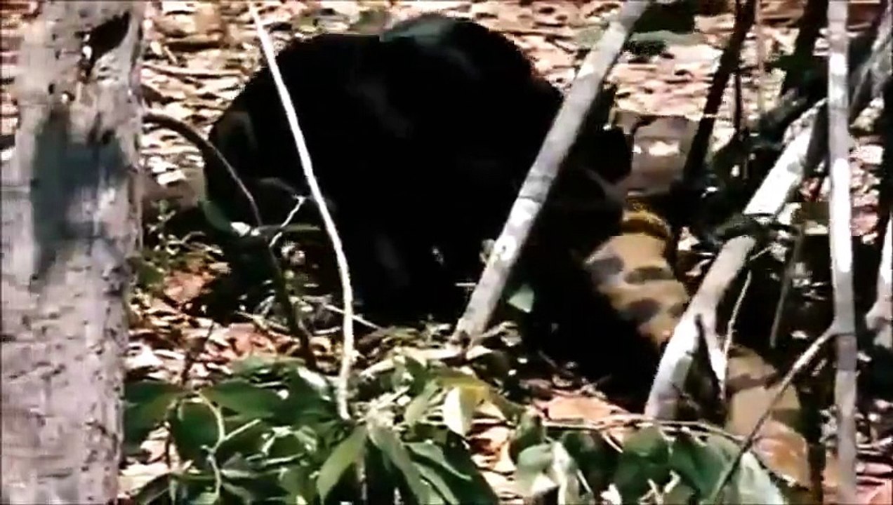 Anaconda- Jaguar