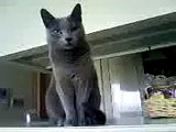【ケータイ動画】こんくらべ~Russian Blue Cat KOHARU Demands A Snack Silently~
