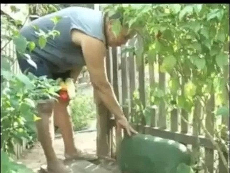 Pepino gigante Produzido em Tailândia Pará - Jornal da Record 19/01/2012