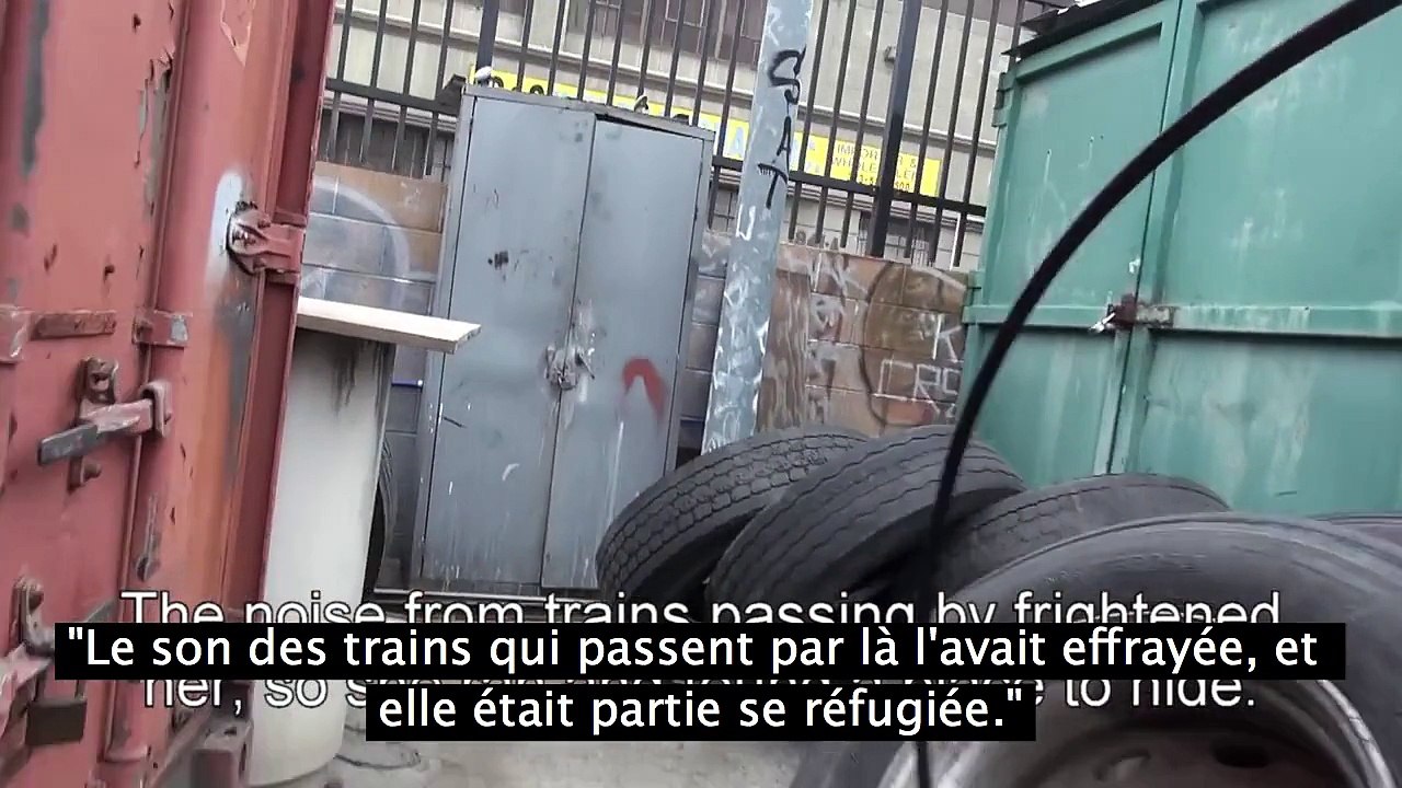 Sauvetage de Clarabelle, une golden retriever.