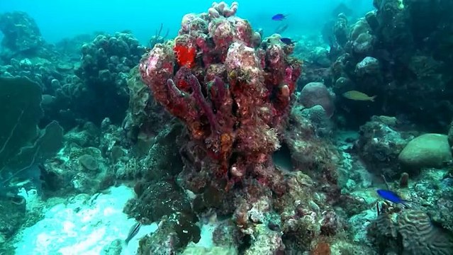 Guadeloupe, sur la route du corail - Les îlets pigeons et la plongée sous marine