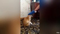 Russian Cat Revenge