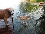 Four-Month-Old Gabby Loves Dock Diving!