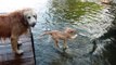 Four-Month-Old Gabby Loves Dock Diving!