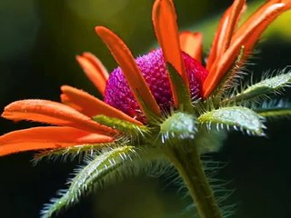 Sanación con la Oración del Padre Nuestro 1.