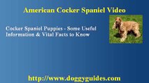 Black Cocker Spaniel - Important Information