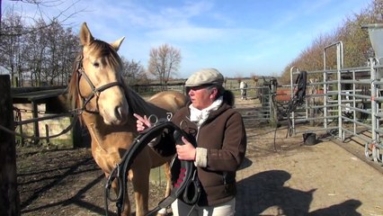 Tack I on a young stallion