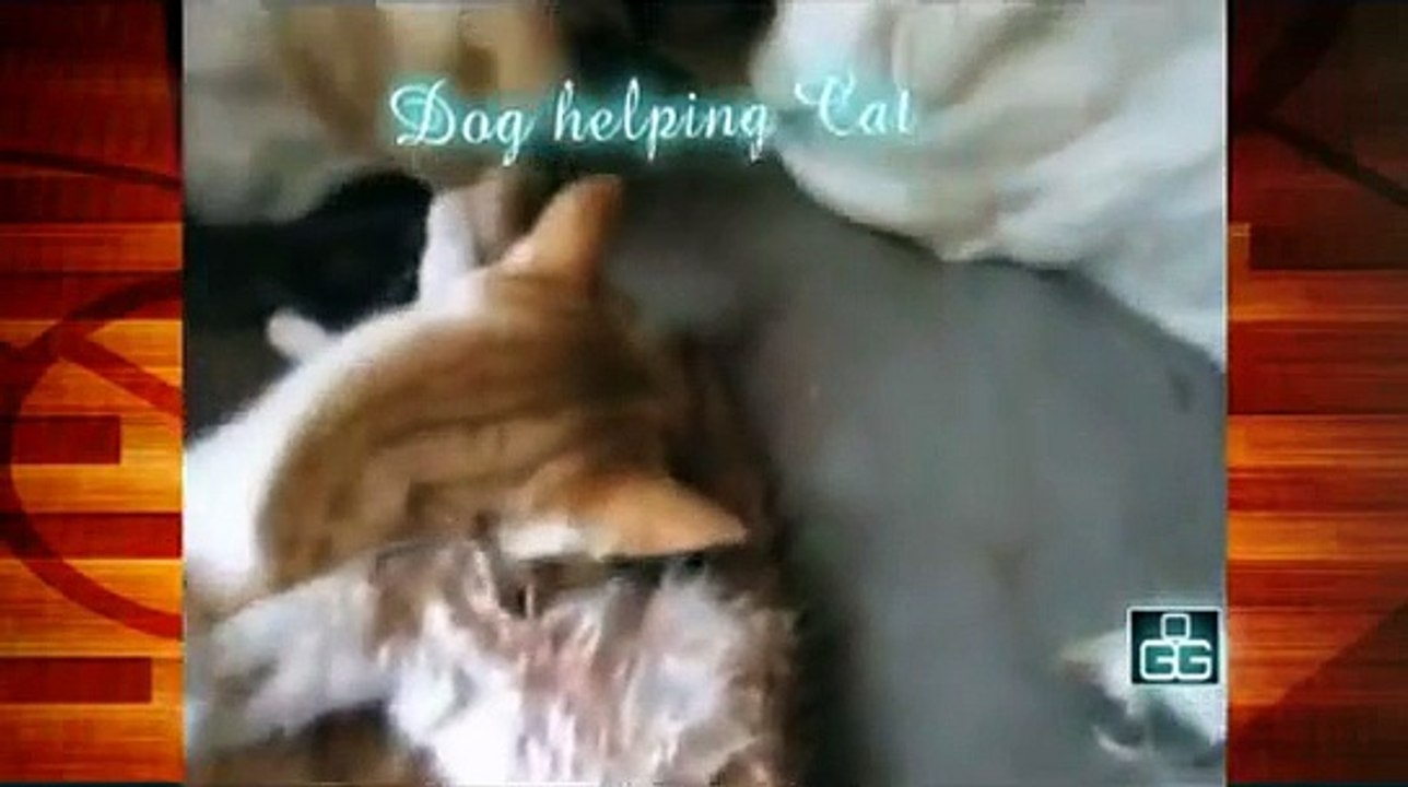 Une chienne assiste à la mise bas d'une chatte et nettoie chacun des chatons nouveaux-nés