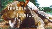 Historia de los leones