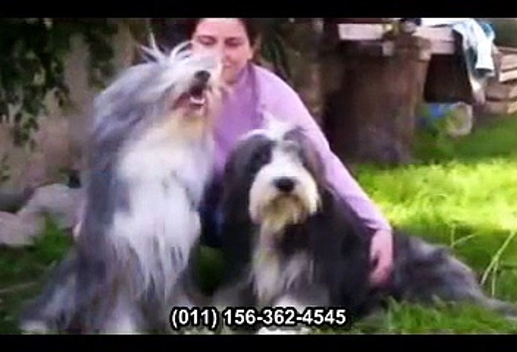 Criadero de Bearded Collie Un Angel Barbudo
