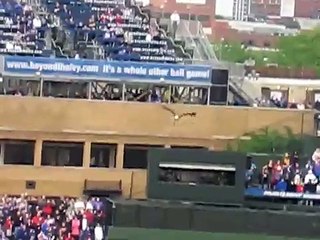 Bald Eagle "Challenger" at Wrigley Field, Memorial Day 2009