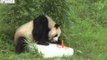 Giant Panda Celebrates 10th Birthday With Human Friends