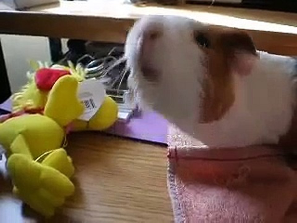 muffin eats an apple
