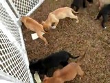 FREE Puppies 2: How Many Will Go on to Breed?=More FREE Puppies