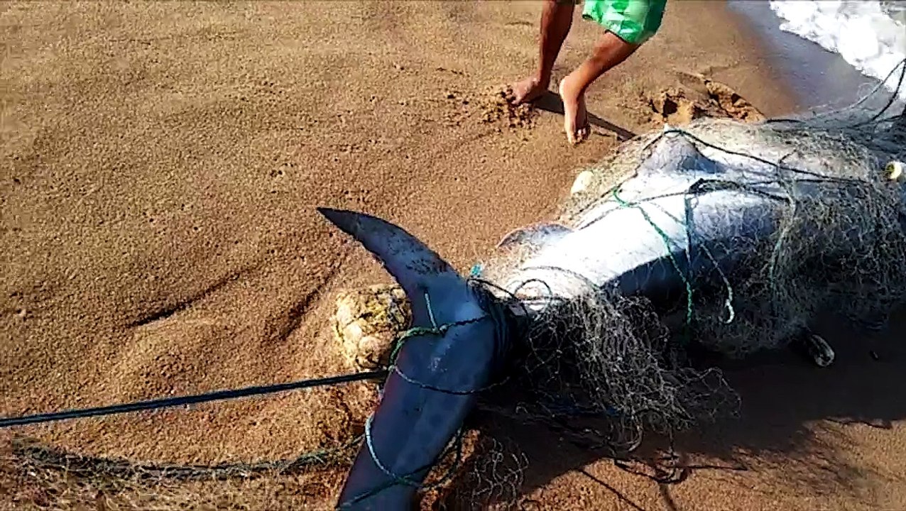 Tubarão é capturado em rede de pesca na praia d...