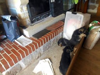 mes bébés berger allemand grandissent