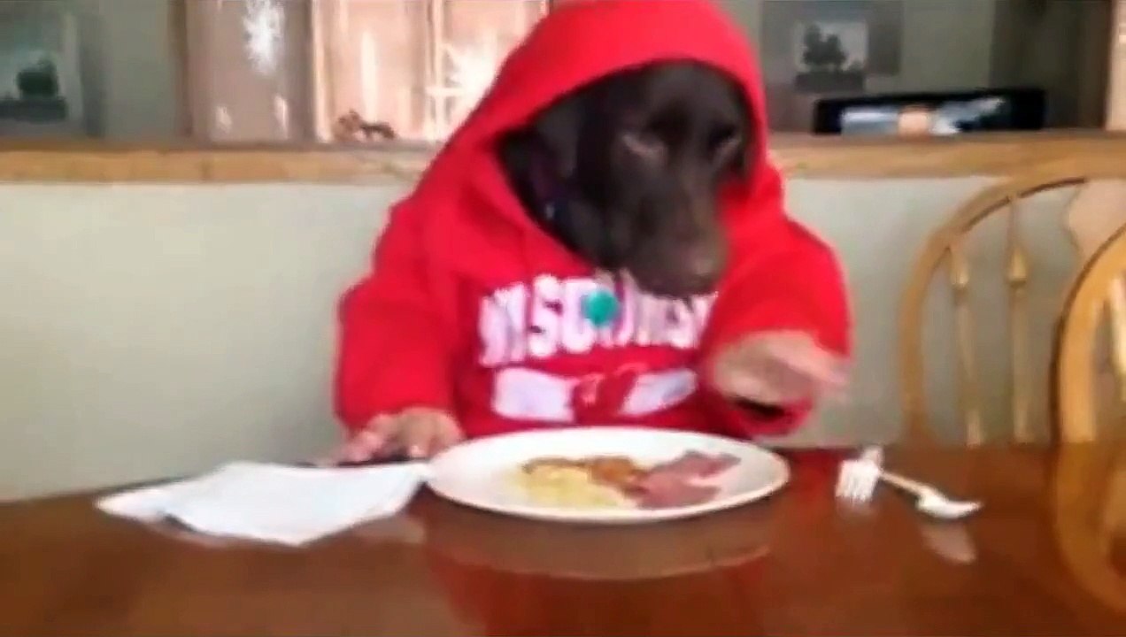 Funny animal , dog eating like human 2014
