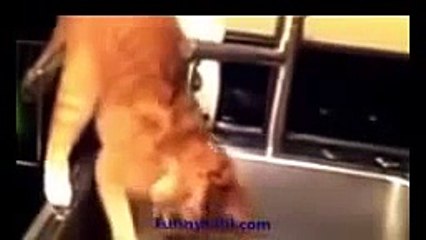 Funny Cat Funny Dog Funny Cats Videos Funny Dogs Videos 2015