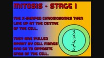 GCSE Biology - Mitosis & Meiosis Revision
