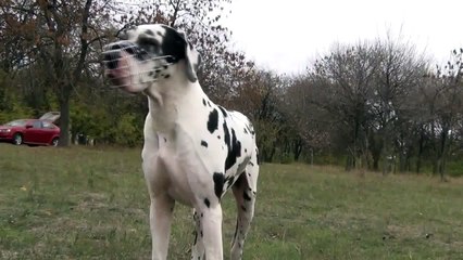Extra Large Dog Muzzle for Great Dane