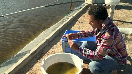 Unlocking the Benefits of Aquaculture Certification 🌊