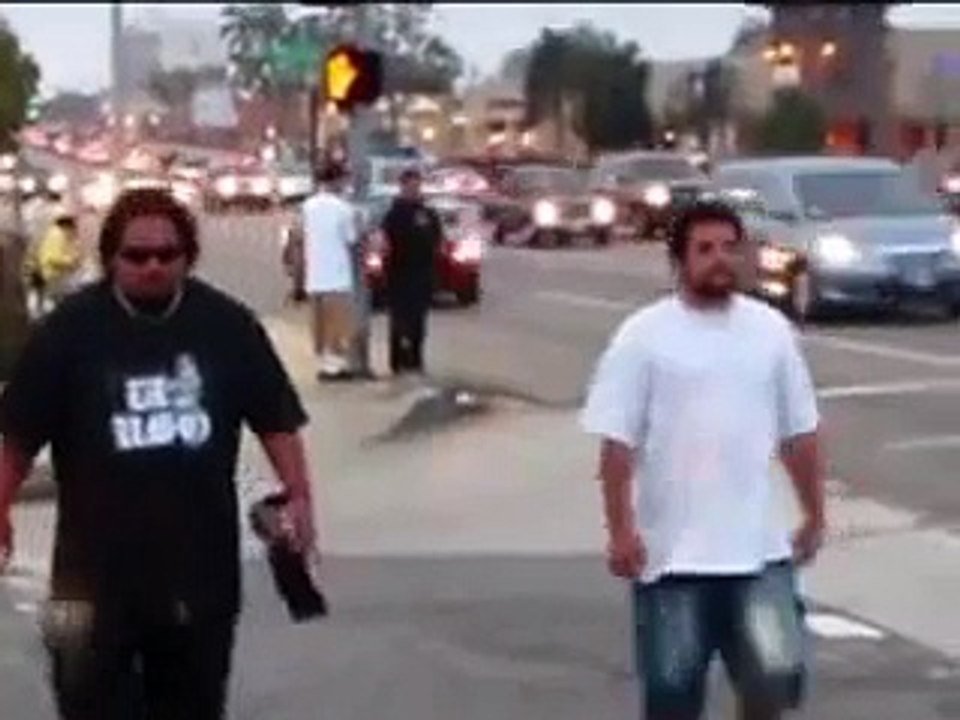funny samoans