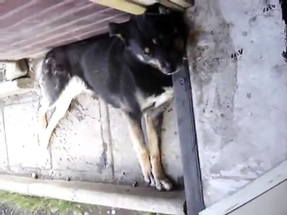 Perro Epiléptico