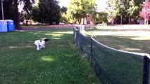 Un chien fait un front flip