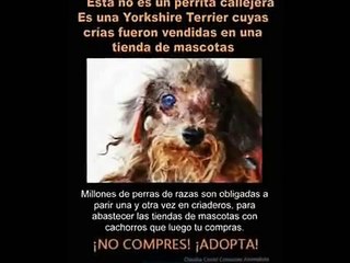 El lado oscuro de las Tiendas de Mascotas.