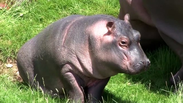 Top 5 cute zoo babies at ZSL Whipsnade Zoo