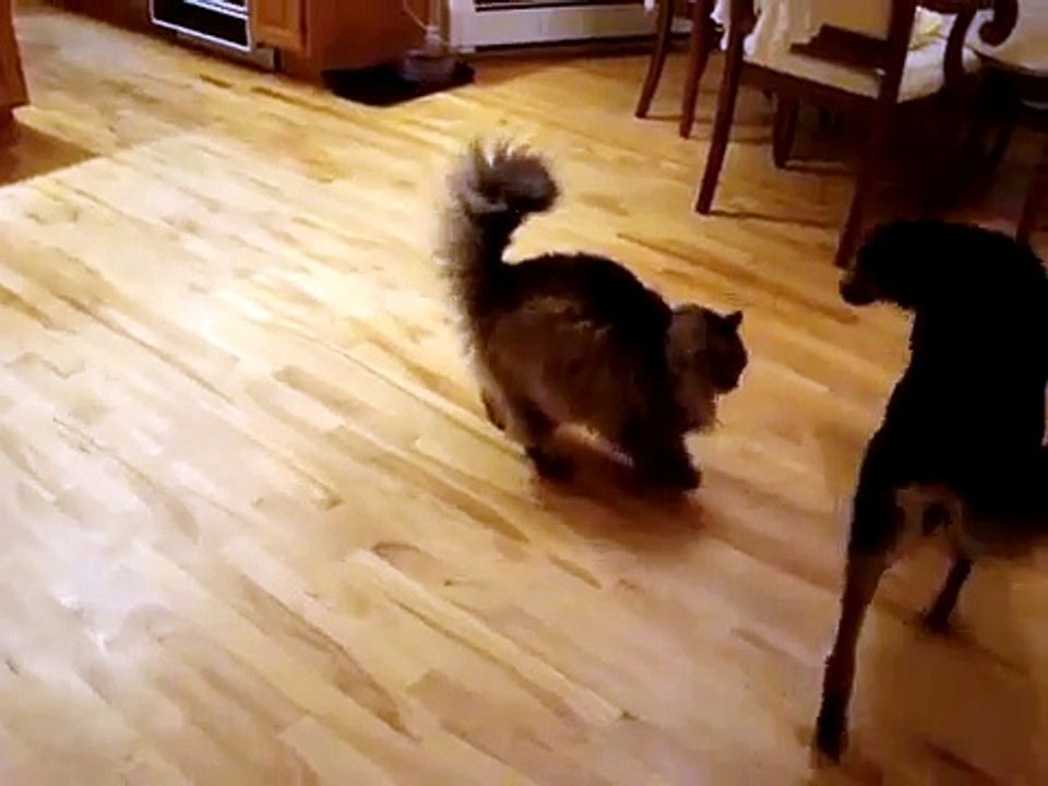 Maine coon gives kisses kisses kisses