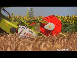 Kako se ratari u Bavaništu spremaju za žetvu pšenice_406_27.06.2015.