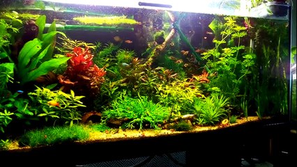 Aquarium Communautaire 240L (Danio ; rasbora, corydora , ancistrus)