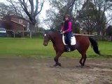 Canter. Nervous hot horse. Staying on the bit/ connected for the 2nd time.  S4  Horse training
