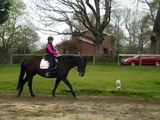 Stretching into the contact (on the bit, in front of the aids) Can they do it? S4  Dressage training