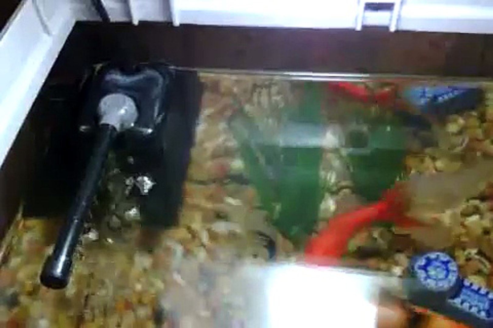 Verzending Oneffenheden acuut Superfish Aqua Flow 100 Aquarium Filter - video Dailymotion