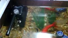 Superfish Aqua Flow 100 Aquarium Filter