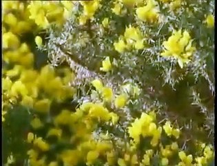 Ian Bostridge - Schumann: Liederkreis, Dichterliebe, etc.