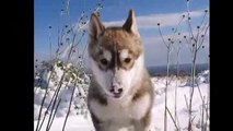 Snow dogs- Perros nórdicos en la nieve