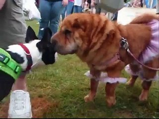 Puppy Pawlooza London, Ontario