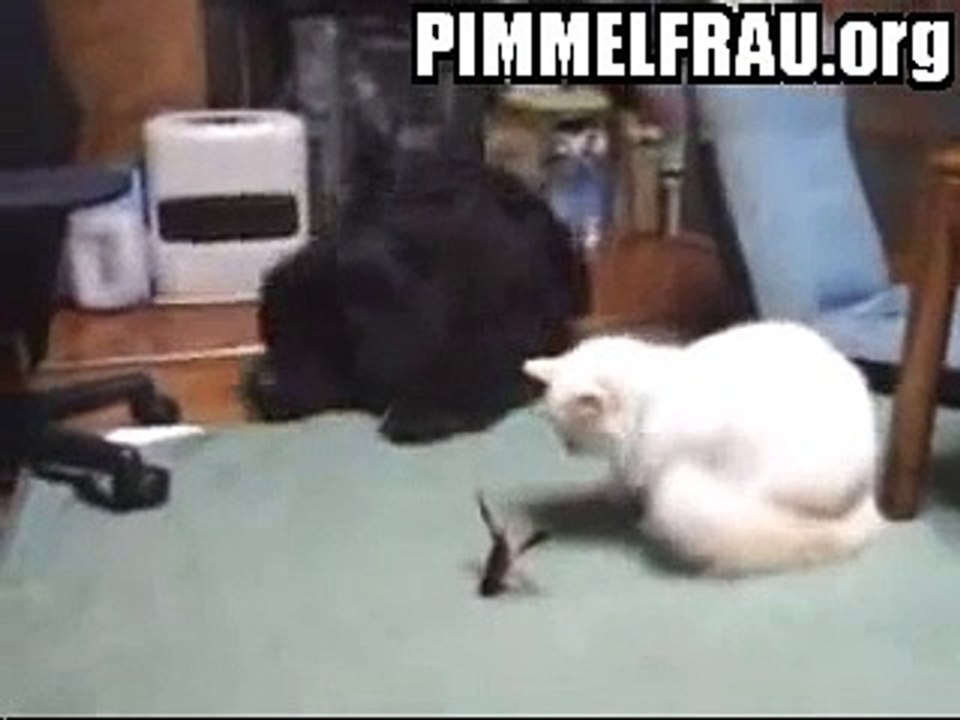 Katze vs Krabbe