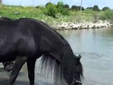 Friese paarden in het water